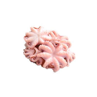 Chobotničky (baby octopus) 20-40 ks/kg mražené 1x800g